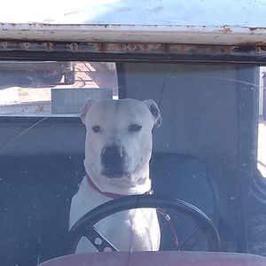 Meet your Posher, Ben